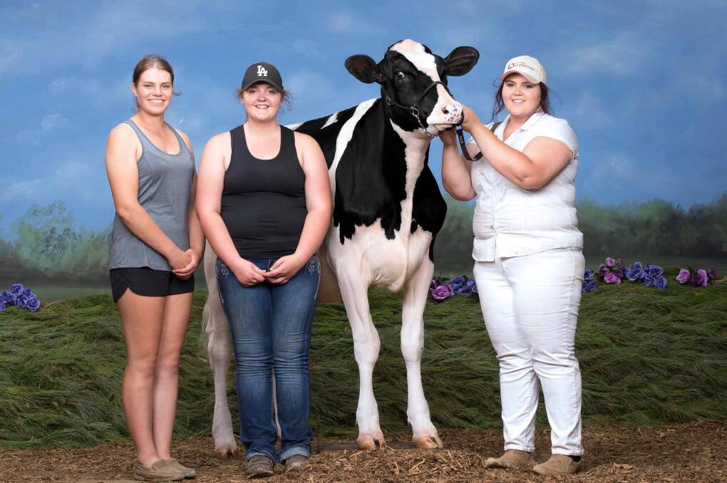 TO MARKET: Leah Orton, Renee Anderson and Katie Anderson with cow Sun Vale Lotus Donna. Their Cashmore-based cows will feature in a video sale on Monday.
