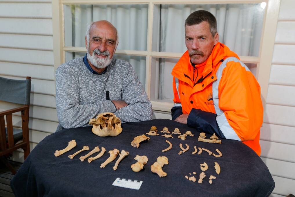MYSTERIOUS FIND: Warrnambool environmental scientist John Sherwood and council construction engineer Don Allen with the wombat remains. Picture: Anthony Brady