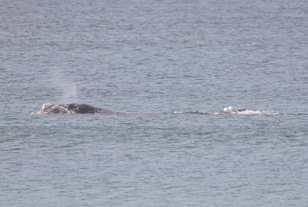 SEARCHING: A picture of the entangled whale that was last seen near the Fitzroy River near Narrawong.