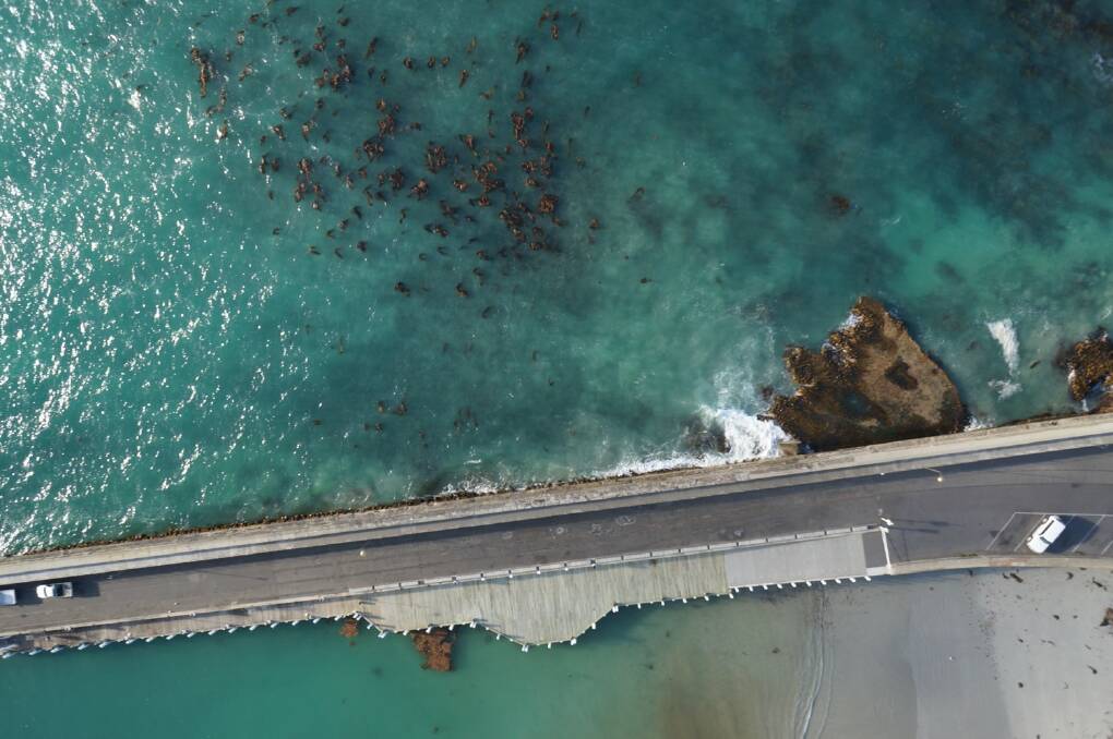 AERIAL VIEW: Drone footage showing kelp in water off the Warrnambool breakwater.