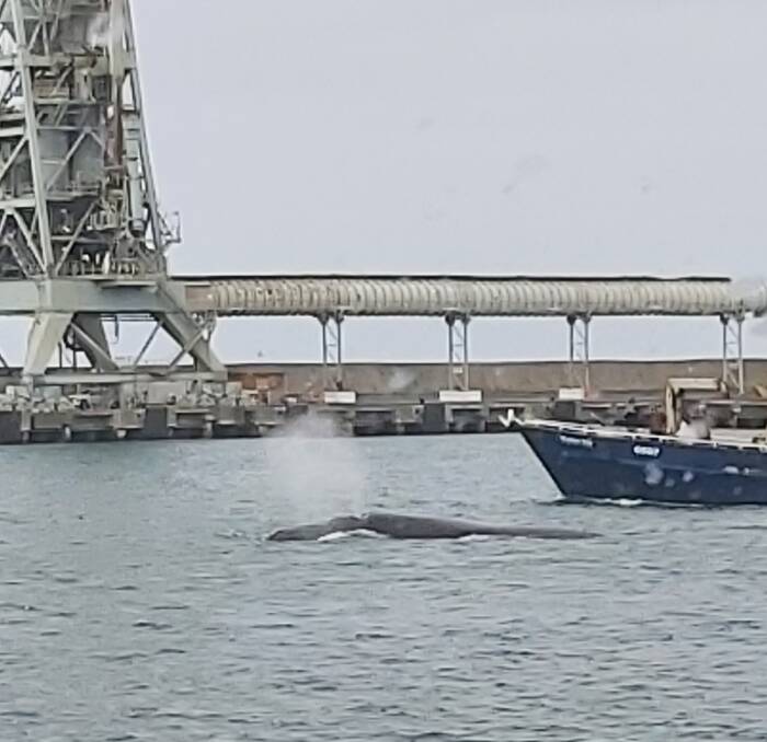 Donna and Daniel Vermolen were strolling near the Portland waterfront on Wednesday when they sighted the whale. 