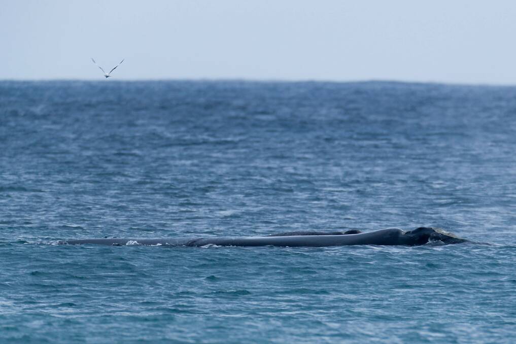 SAYING HELLO: The Standard pictured this southern right whale near The Flume Beach in Warrnambool this week. Picture: Chris Doheny