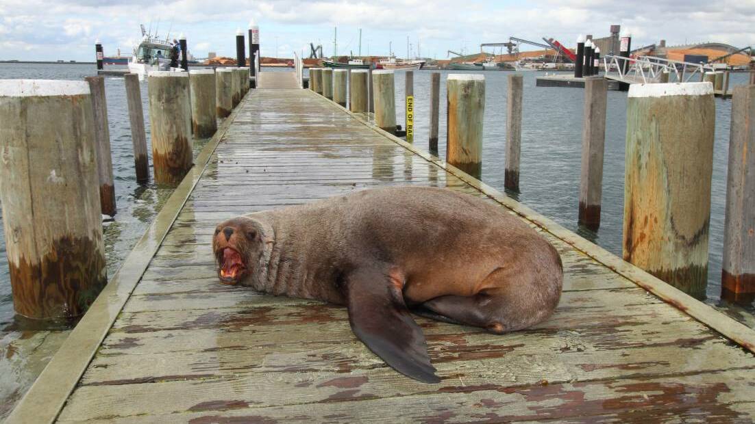 HUMANELY EUTHANISED: The seal on the Portland boat ramp became irate when someone tried to pass it last month. Picture: Mathew Butcher