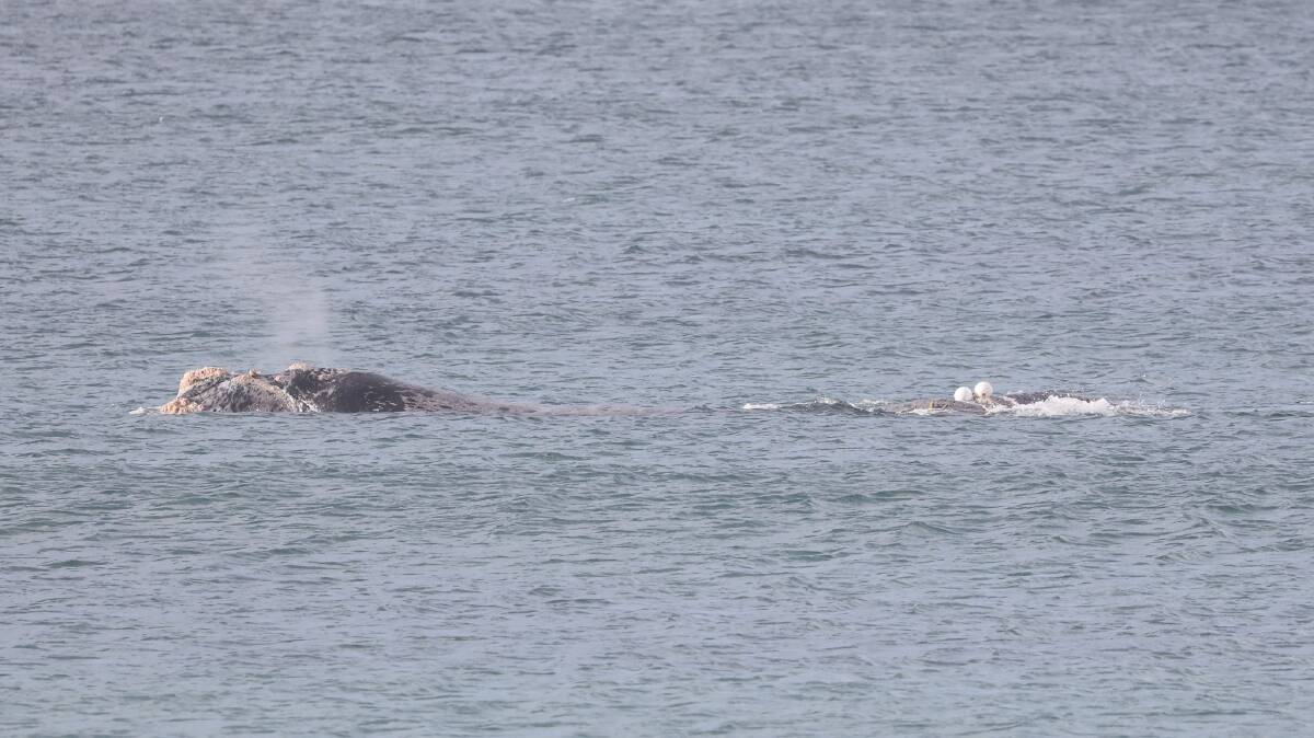 A picture of the entangled southern right whale. A rope can be seen on the whale's tail. 