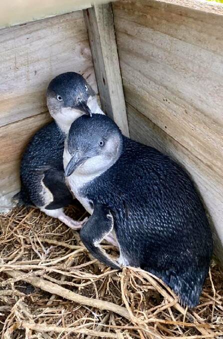 Two of the breeding penguins on Middle Island. Picture: supplied