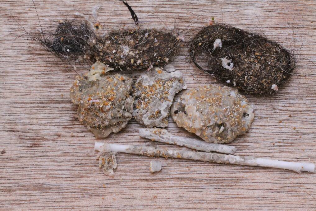 Fat balls collected by volunteers from Shelly Beach. 