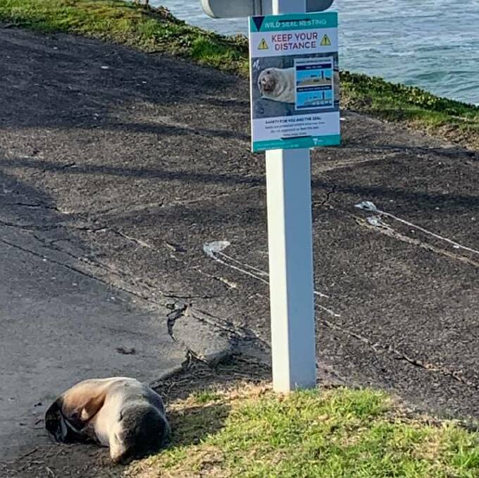The seal seen resting last week. Picture: supplied