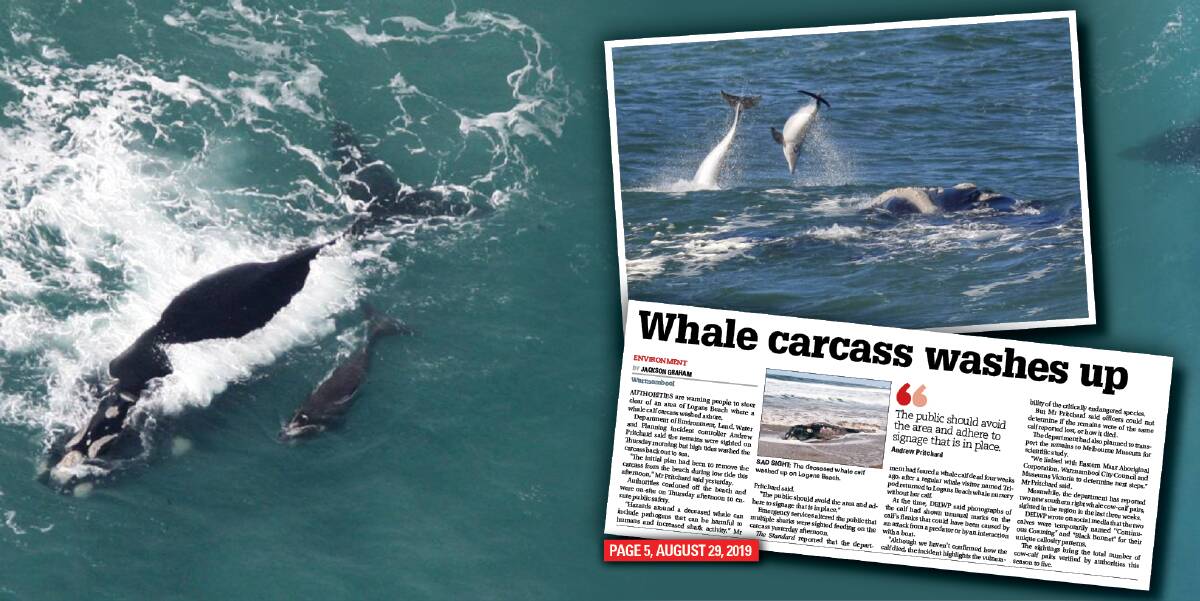 WHALE TALE: The Standard has been following the latest action happening at Logans Beach whale nursery after some somber news in the past two years.