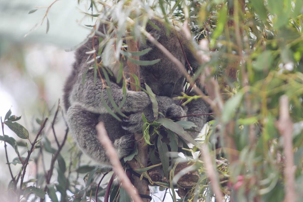 A koala sleeps with its baby koala at the Mosswood Wildlife rehabilitation centre. Picture: Morgan Hancock