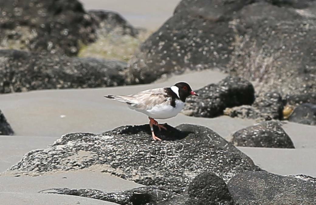The council also requires permits to work in the dunes where hooded plovers nest. 