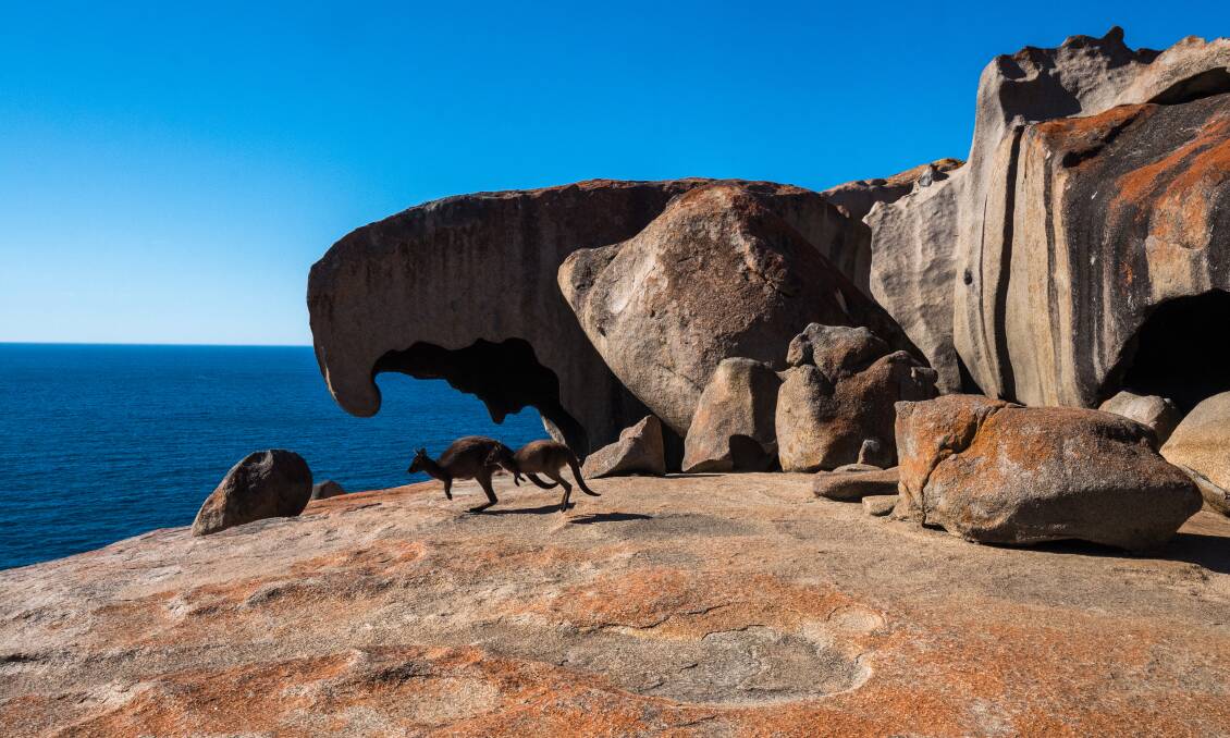 Some locals on the aptly named Kangaroo Island. Picture Shutterstock