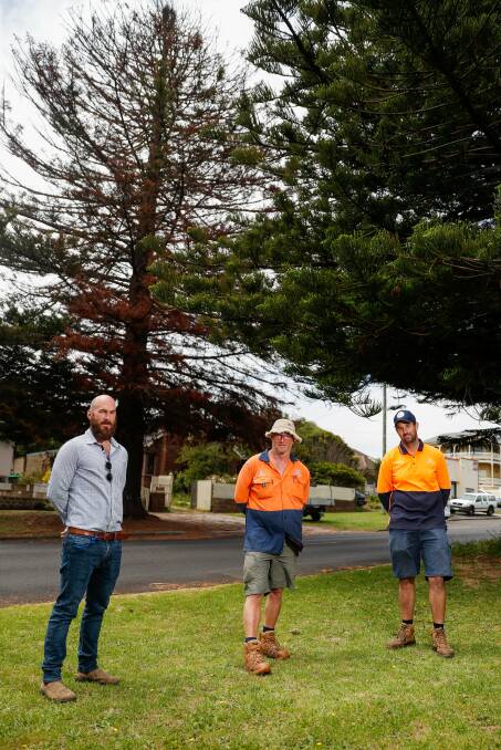 The Nicholson Street tree is around 100 years old and around 30 metres high. Picture: Morgan Hancock