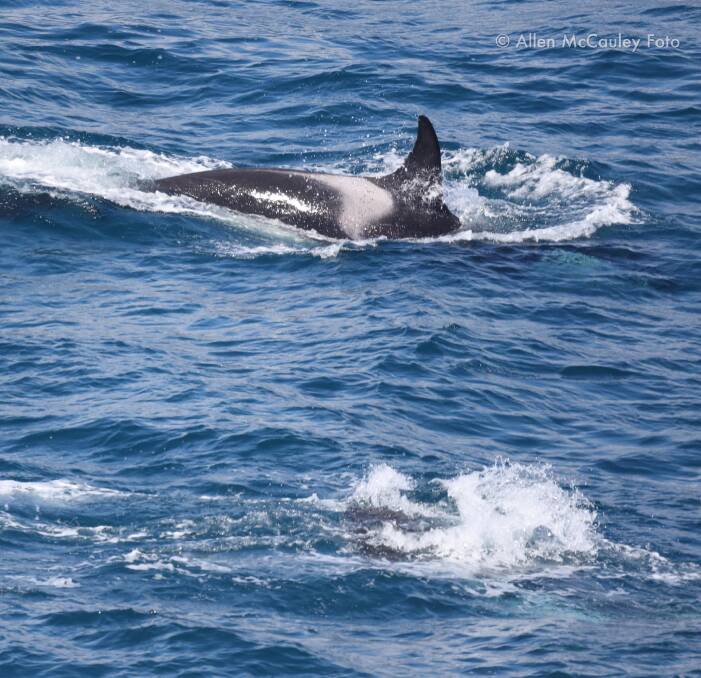 Two of the male killer whales spotted were 'Ripple' and 'Groovey', who have been in the Killer Whales Australia database for 13 years. Picture: Allen McCauley