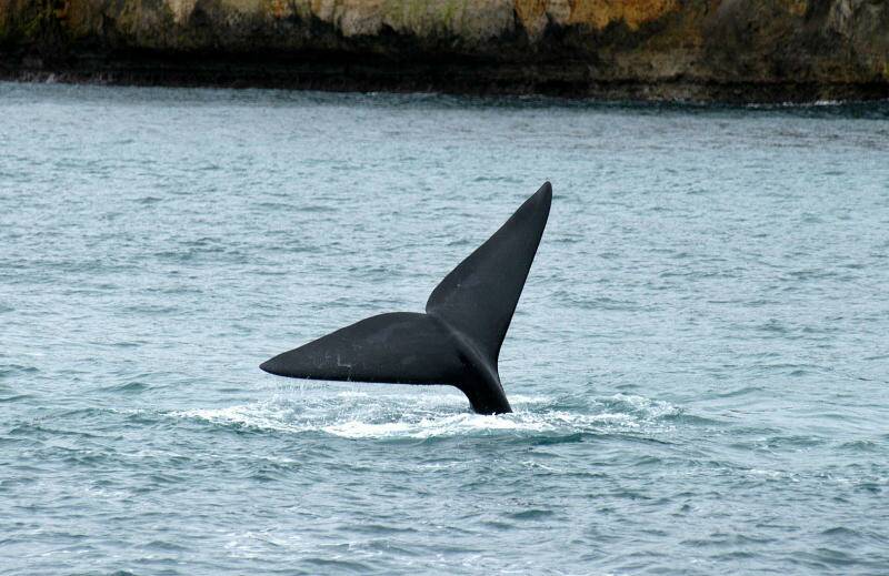 A southern right whale spotted at Port Campbell. 