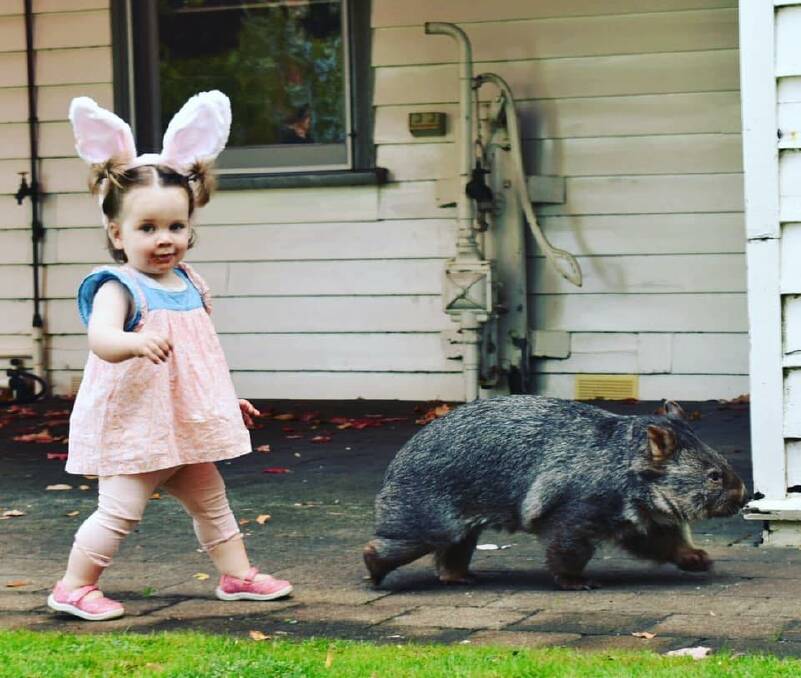 Unlikely friends: Isabella, 2, and Boo the wombat are best friends.