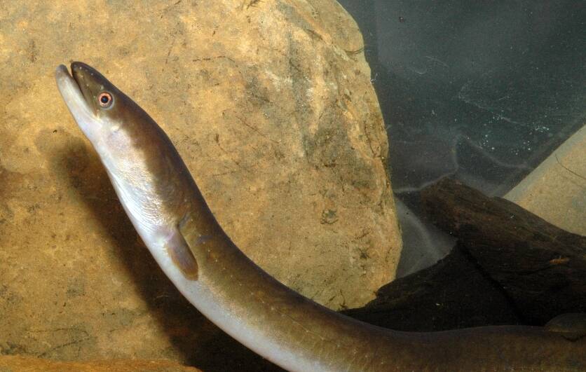 Study: Scientists are tracking eels in the Hopkins River. Picture: Arthur Rylah Institute 