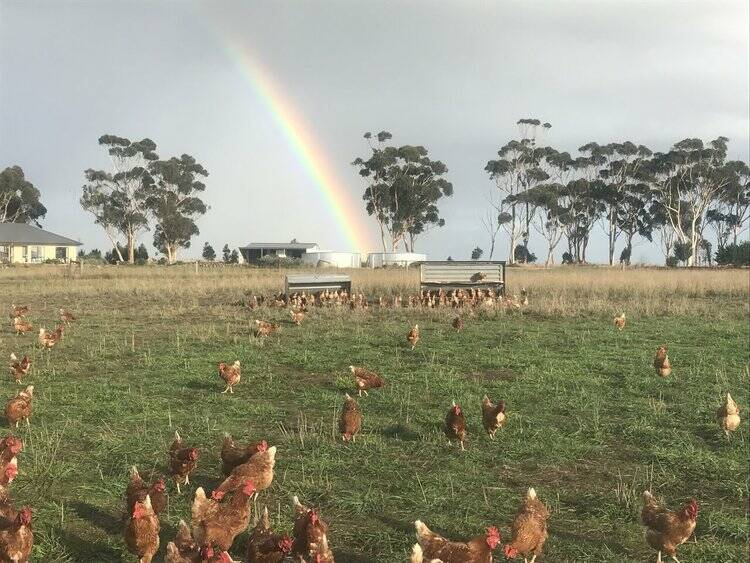 Free range chickens at Dundonnell's Caravan Eggs. 