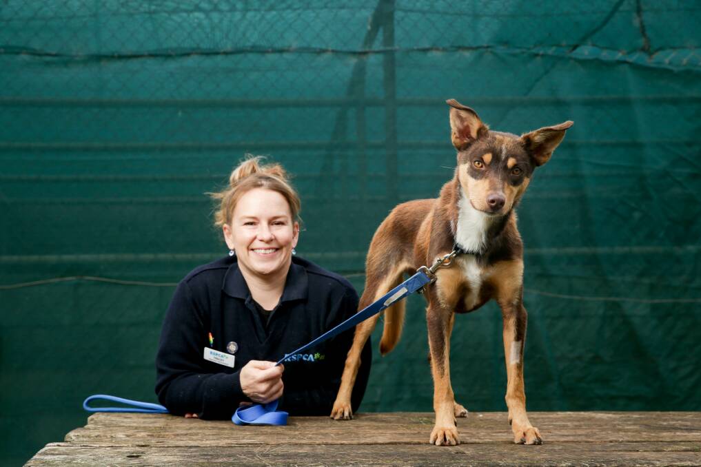 RSPCA volunteer Tracey Patterson with rescue kelpie Hope who has doubled her weight since presenting to the shelter. Picture: Chris Doheny