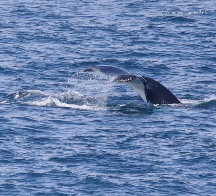 Five killer whales were spotted near Cape Nelson Lighthouse. Picture: Allen McCauley