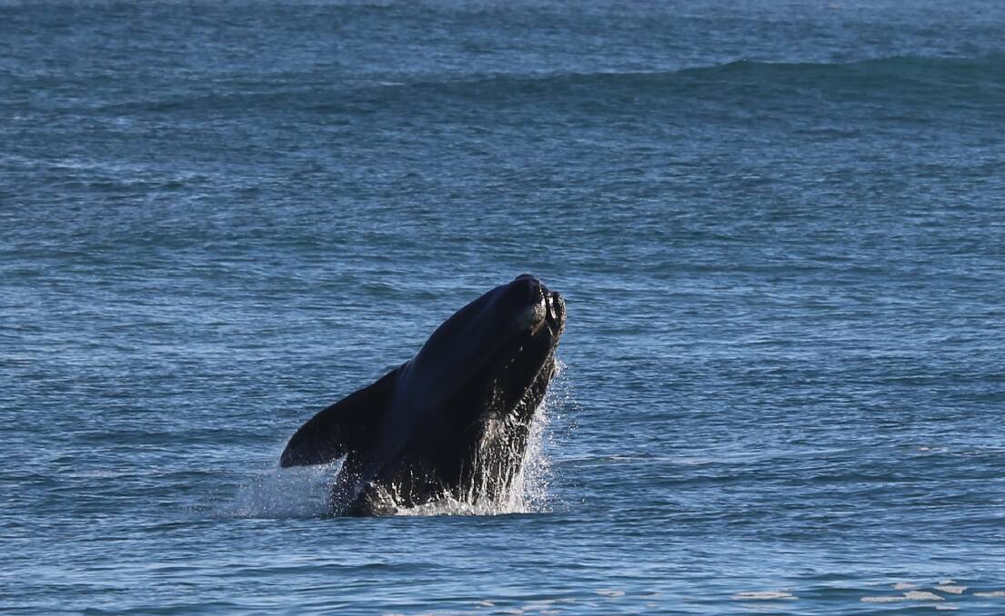 A whale pictured at Logans Beach Warrnambool last year. Picture: Jill Stephens