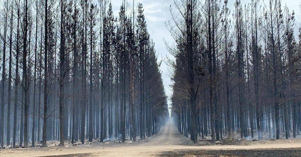 Burnt pine plantations in Wade Junction, near Portland. Photo: Kristy Hutchins 