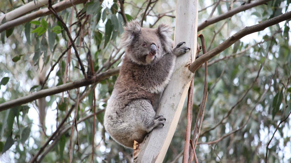 Loving trees to death: 200 koalas were relocated from the Framlingham township because of an over-population problem.