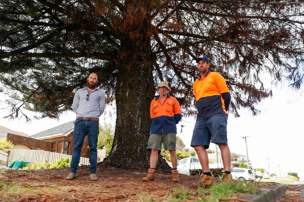 Poisoned pine: Council infrastructure service manger Luke Coughlan, botanic gardens and trees team leader John Sheely and tree maintenance and planting supervisor Paul Lamb with the poisoned Norfolk pine. Picture: Morgan Hancock