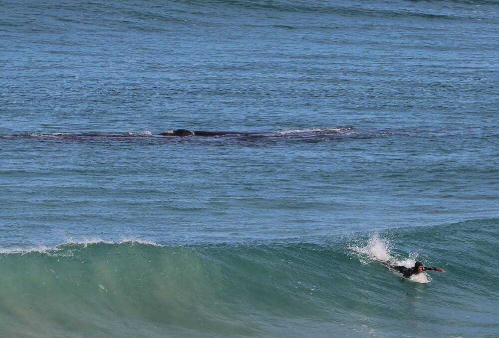 A whale and surfer pictured at Logans Beach Warrnambool last year. Picture: Jill Stephens