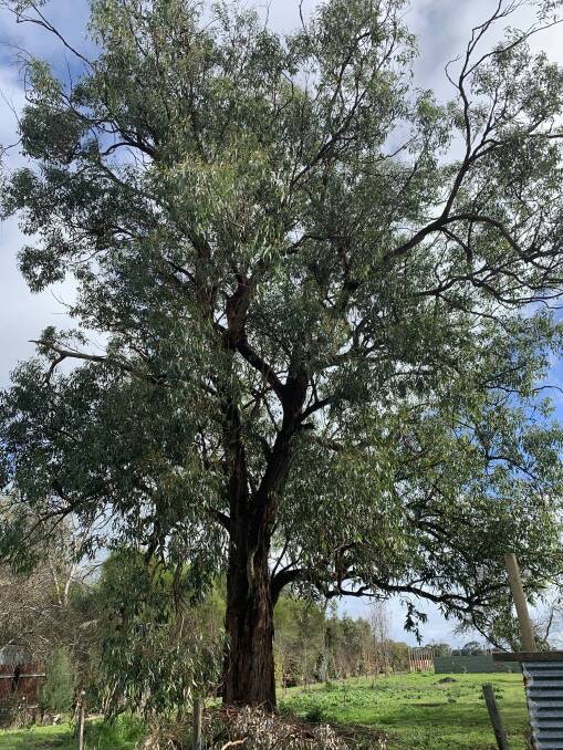 The same tree pictured in July 2019. Picture: Supplied