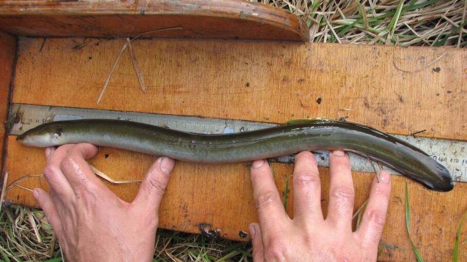 Tracking: 16 large eels in the Hopkins River have been tagged for satellite tracking study. 