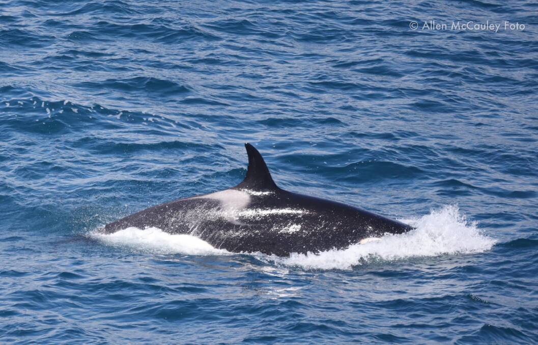 There was a spectacular display in Cape Nelson on Sunday, with a pod of killer whales spotted off the coastline.