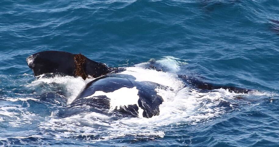 Name game: The region's newest Southern Right Whale needs a name. Picture: Mary Hartney