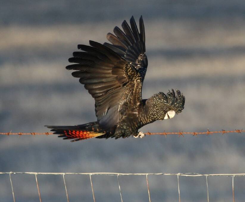 Endangered: The red-tailed black cockatoo. Picture: Richard Hill