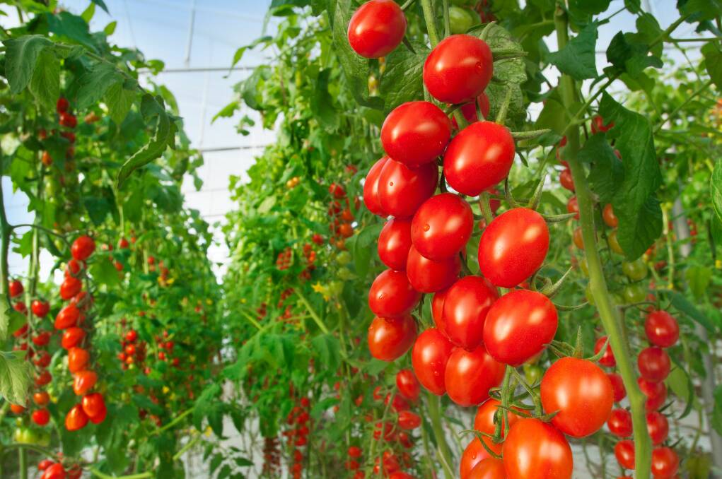 PERFECTLY RED: Hydroponics has enabled the intensive production of premium quality tomatoes and other horticultural staples in protected environments. 