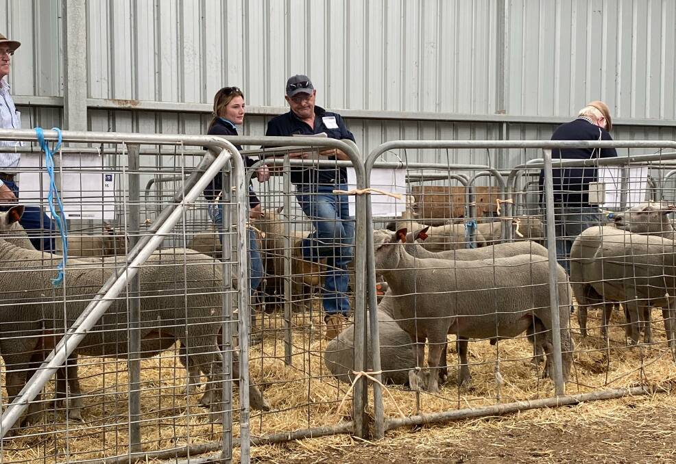 Volume buyer Rodney Wright and his daughter Hannah inspect Charollais rams at the Camlea sale on Monday. They came home with 23. Photo: Anthea Wright.