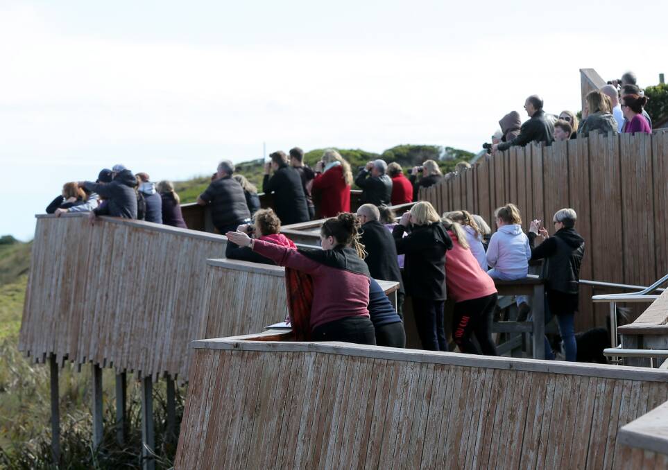 Excited: A large crowd filled the whale viewing platform to take advantage of the warm winter sun and watch the southern right whales at play.