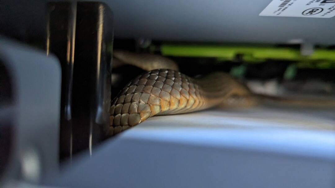 The eastern brown snake hiding inside the printer tray at Windsor Toyota. Picture by Joel Aquilina