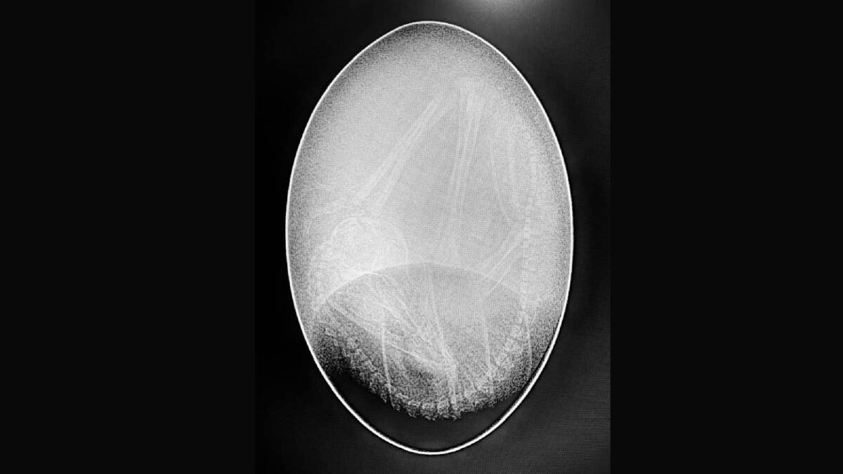 Dr Stephen Cutter X-rayed the emu eggs. 
