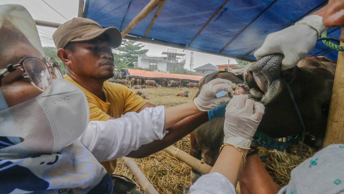 A veterinarian check health a cow to prevention foot-and-mouth disease in Bogor, West Java, Indonesia. Photo: Andi M Ridwan/INA Photo Agency/Sipa USA