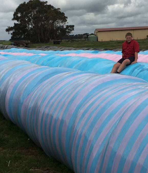 Support in colour: Like others in the south-west, Curdievale dairy farmer Jodi Probert and her son Toby Nutting, 14, have wrapped their silage in pink and blue to support cancer-related charities. 