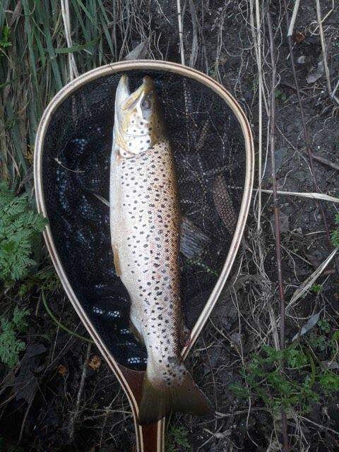 NICE CATCH: Chad, from Mount Gambier, landed a 3lb trout caught on fly from the Merri River.