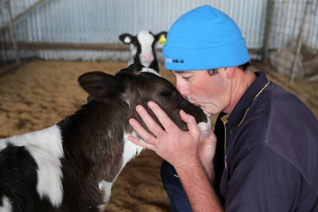 MILKING IT: Nullawarre dairy farmer Glenn Dalton was one of many farmers unhappy about the reduction in prices for their milk. Picture: Rob Gunstone