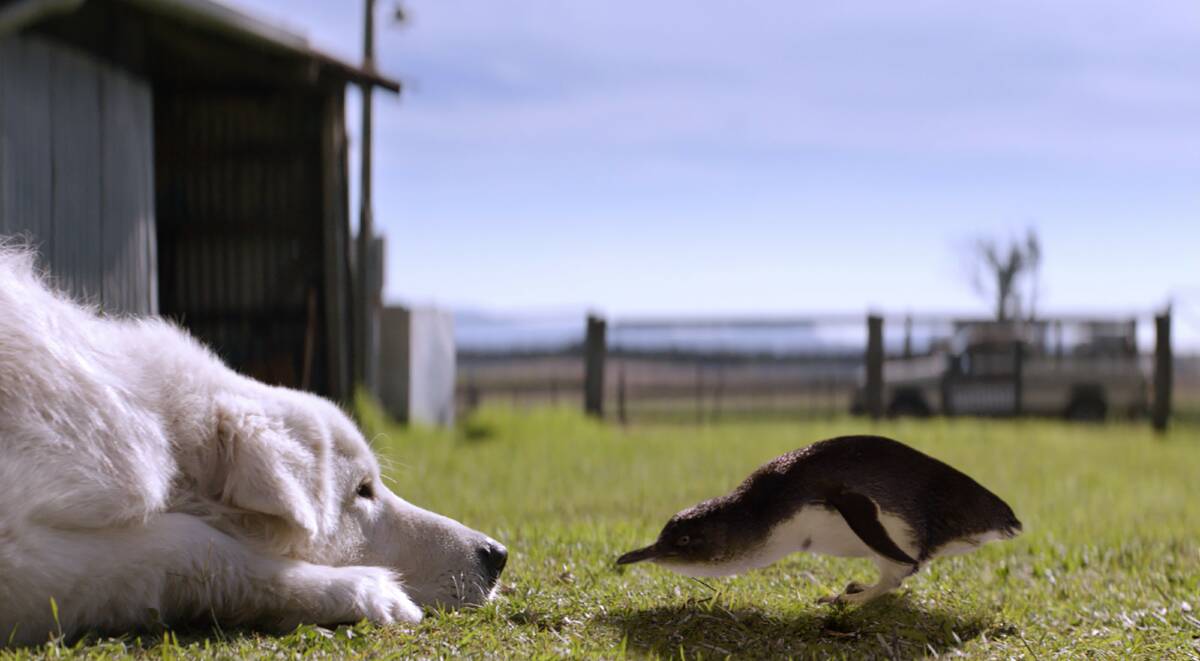 Oddball the dog and Pocket the penguin are part of the menagerie of stars in the film Oddball.