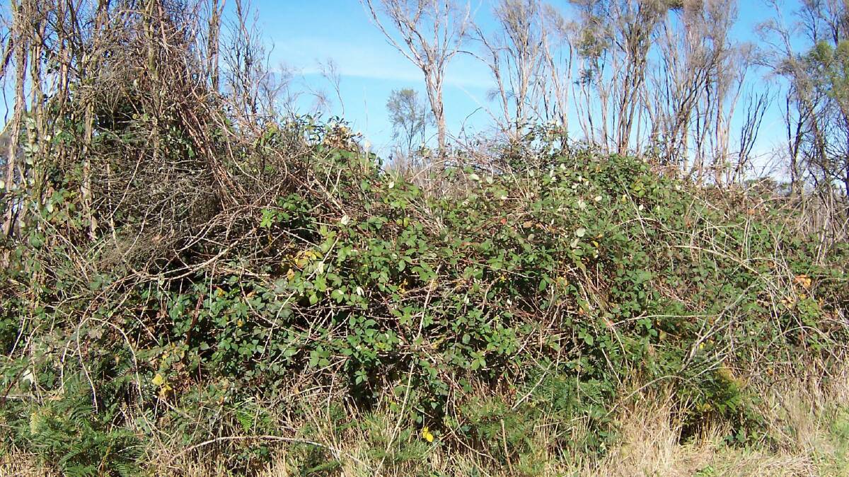 Some blackberry infestations in Moyne Shire are so bad, the council is choosing not to spend money battling them.
