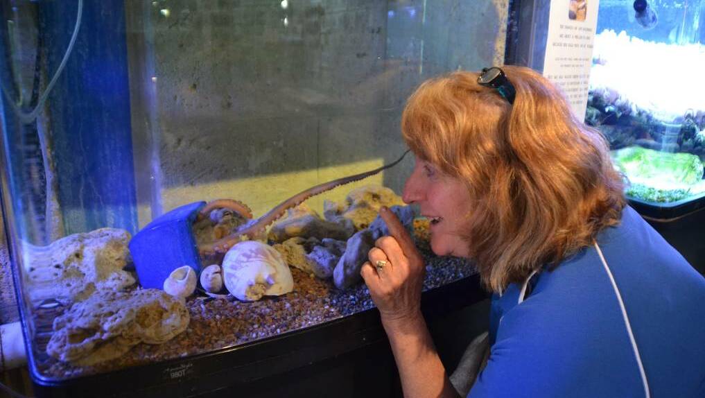 Staff at the Dolphin Discovery Centre will soon have to say goodbye to their six-legged and two-armed friend Lego, the octopus, who is expected to die since she laid eggs. Pictured here aquarist Jan Tierney. Photo: Ivy James