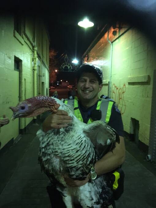 Leading Senior Constable Greg Kew with the turkey apprehended in a laneway off Liebig Street on Saturday night.
