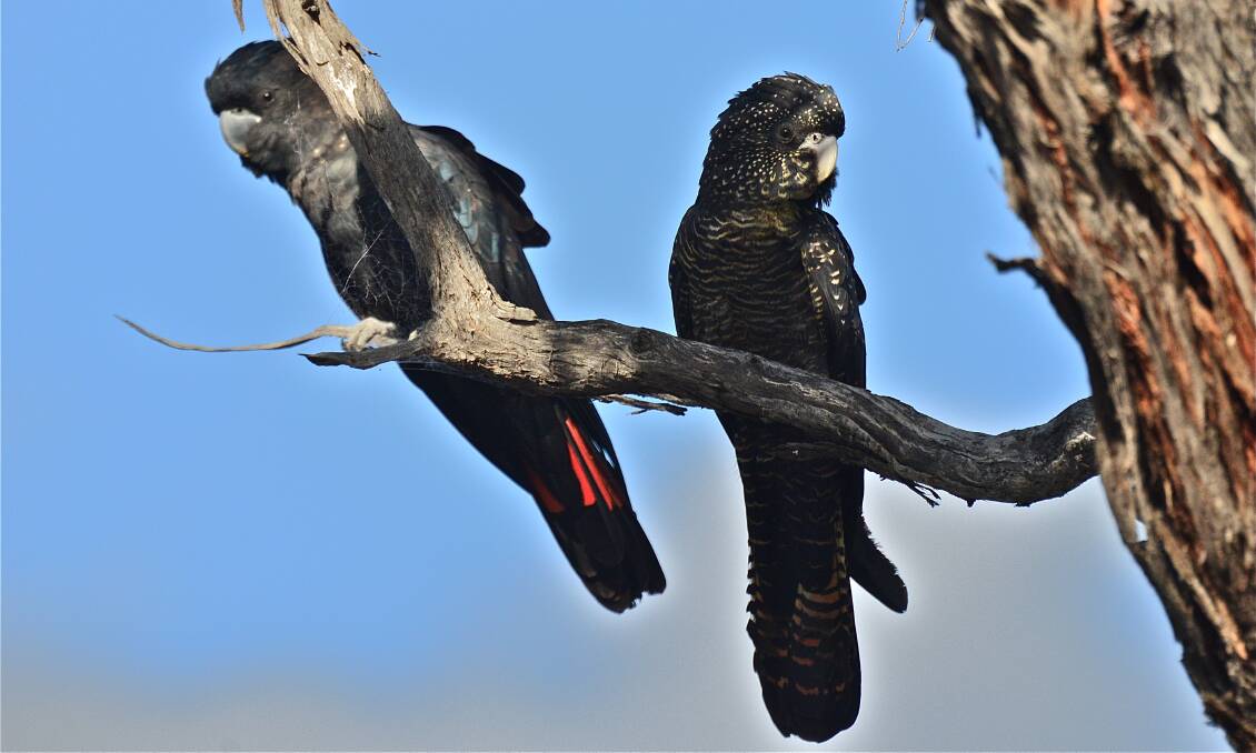 Research: Sound recorders will be set up near the nests of south-eastern red-tailed black cockatoos to better monitor the rare birds.
