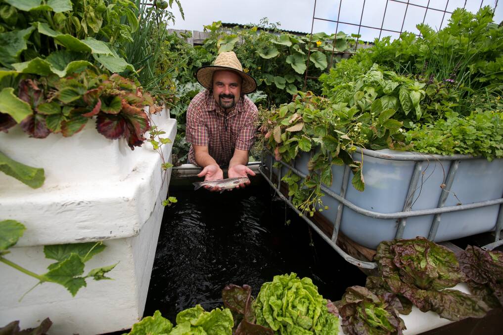 Warrnambool's Ben Pohlner has established a backyard aquaponics set-up growing rainbow trout and more vegetables then his family can consume. Picture: Rob Gunstone