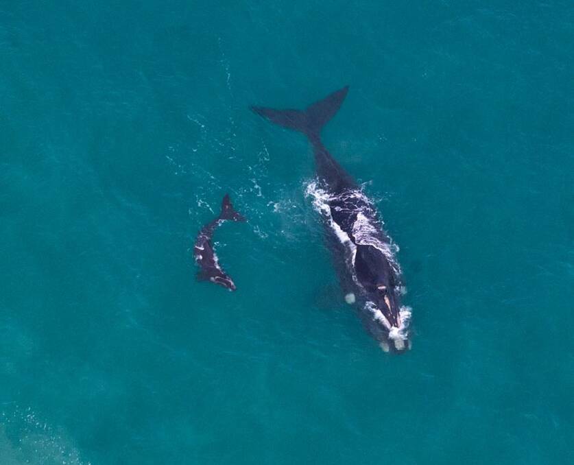Research drones will be used to capture images of southern right whales along local coastlines. Picture: Chris Farrell Nature Photography