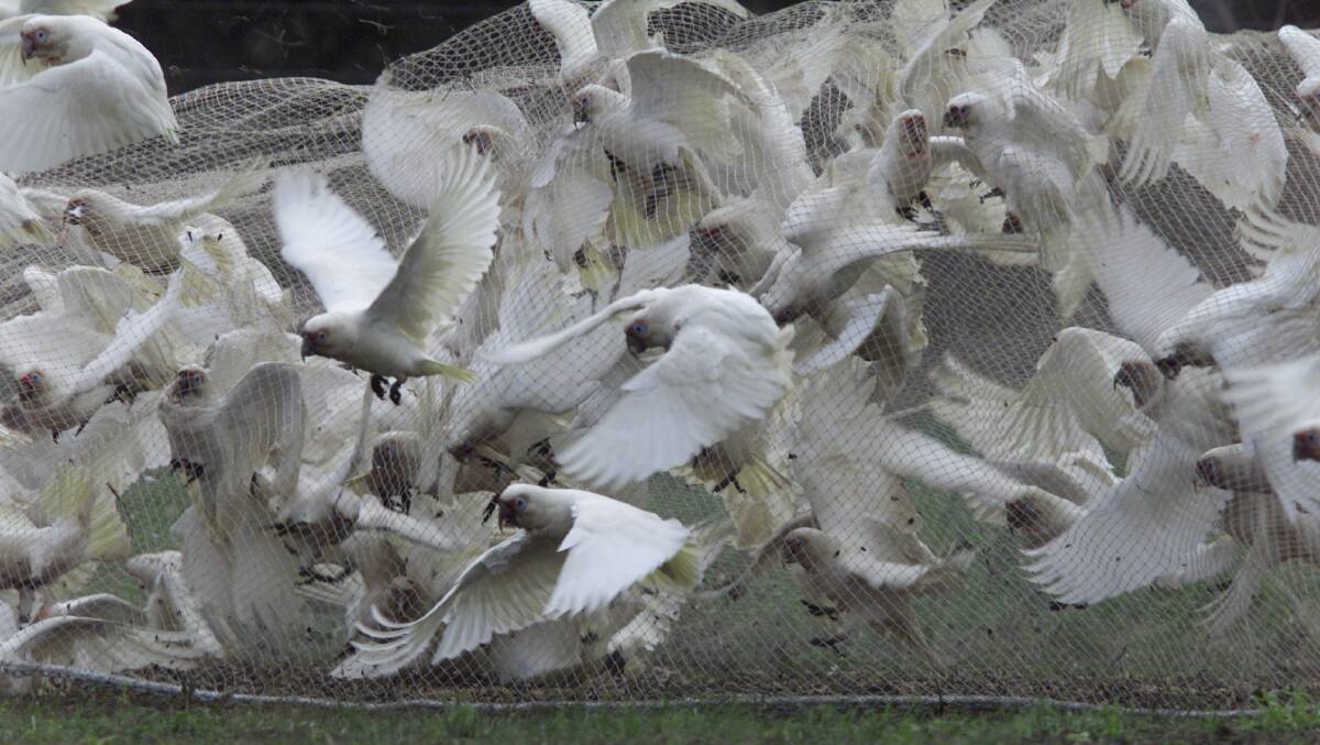 Taking flight: Corellas being trapped in a net before they are gassed during a Warrnambool City Council culling program in the early 2000s. Some Moyne Shire councillors have shown support for a similar plan.